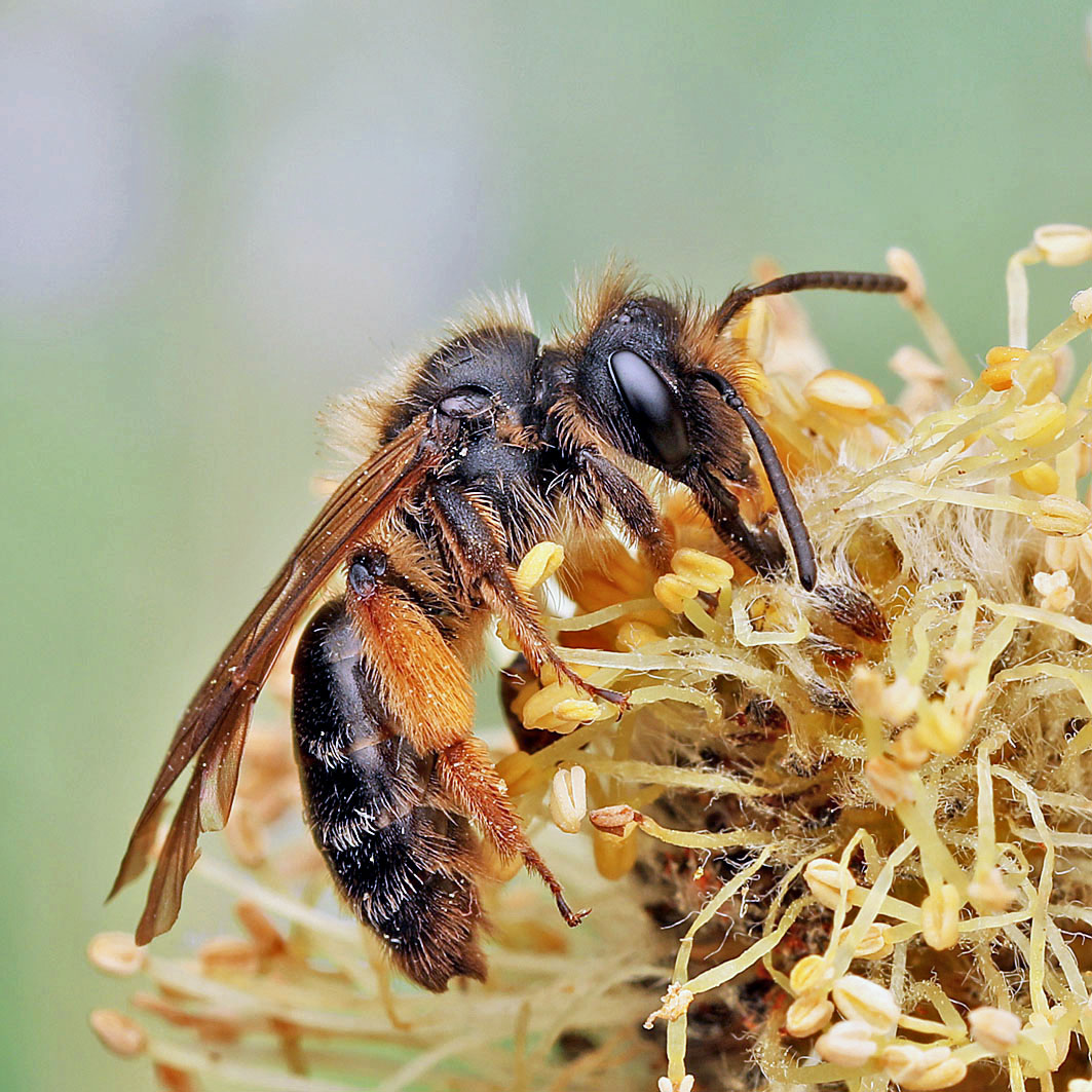 Fotografische Darstellung der Wildbiene Rotschienen-Sandbiene
