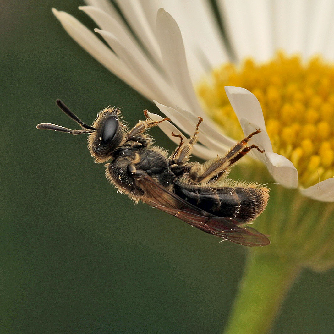 Fotografische Darstellung der Wildbiene Dreidornige Schmalbiene