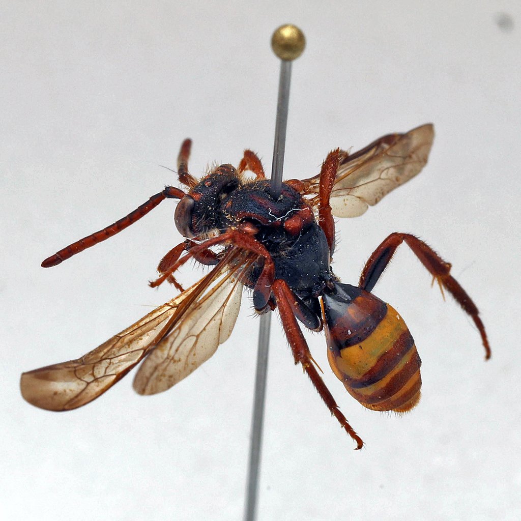 bee