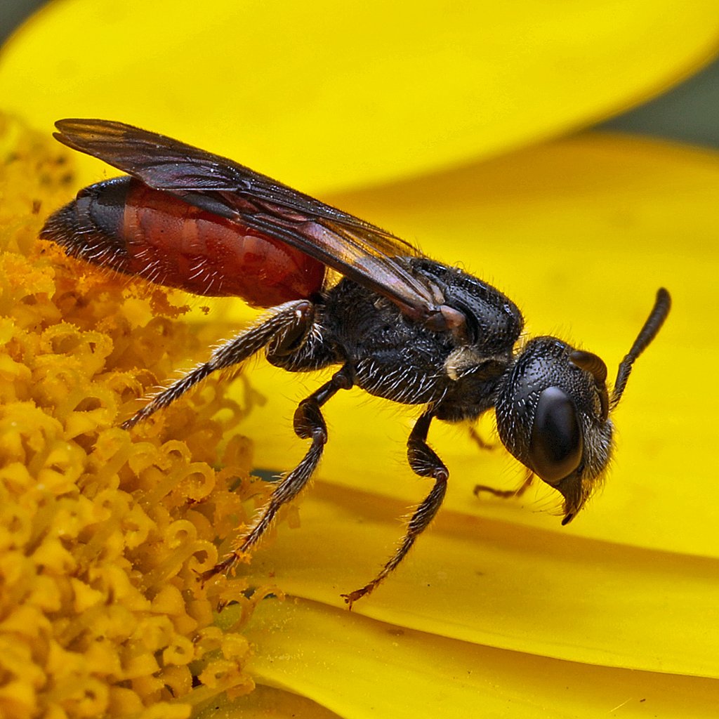 bee
