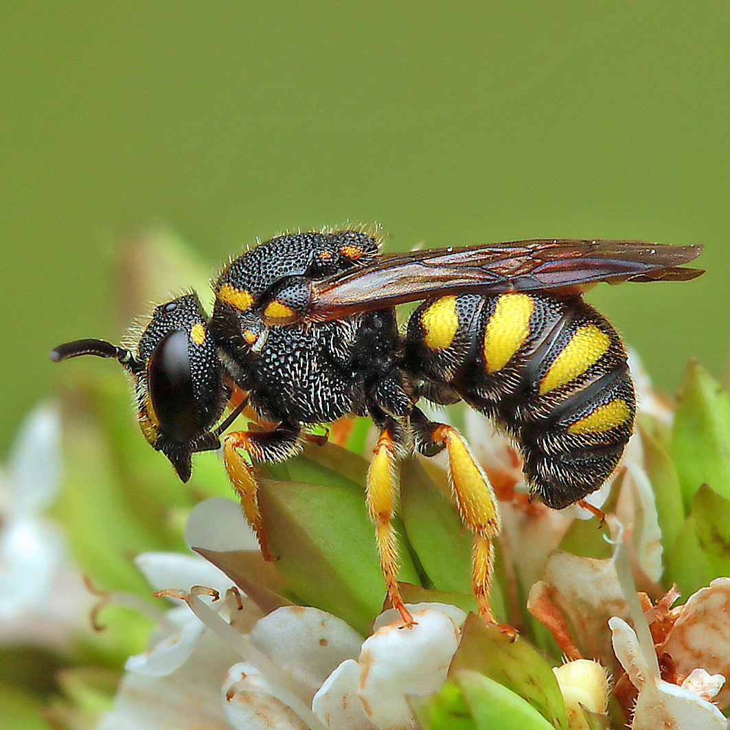 Fotografische Darstellung der Wildbiene Gelbfleckige Düsterbiene