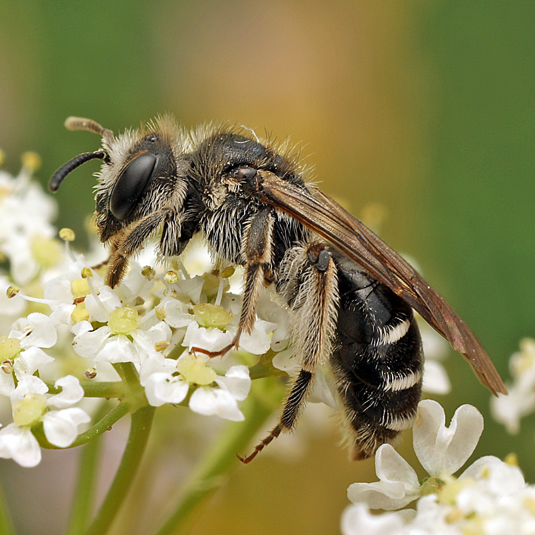 Fotografische Darstellung der Wildbiene Späte Doldensandbiene