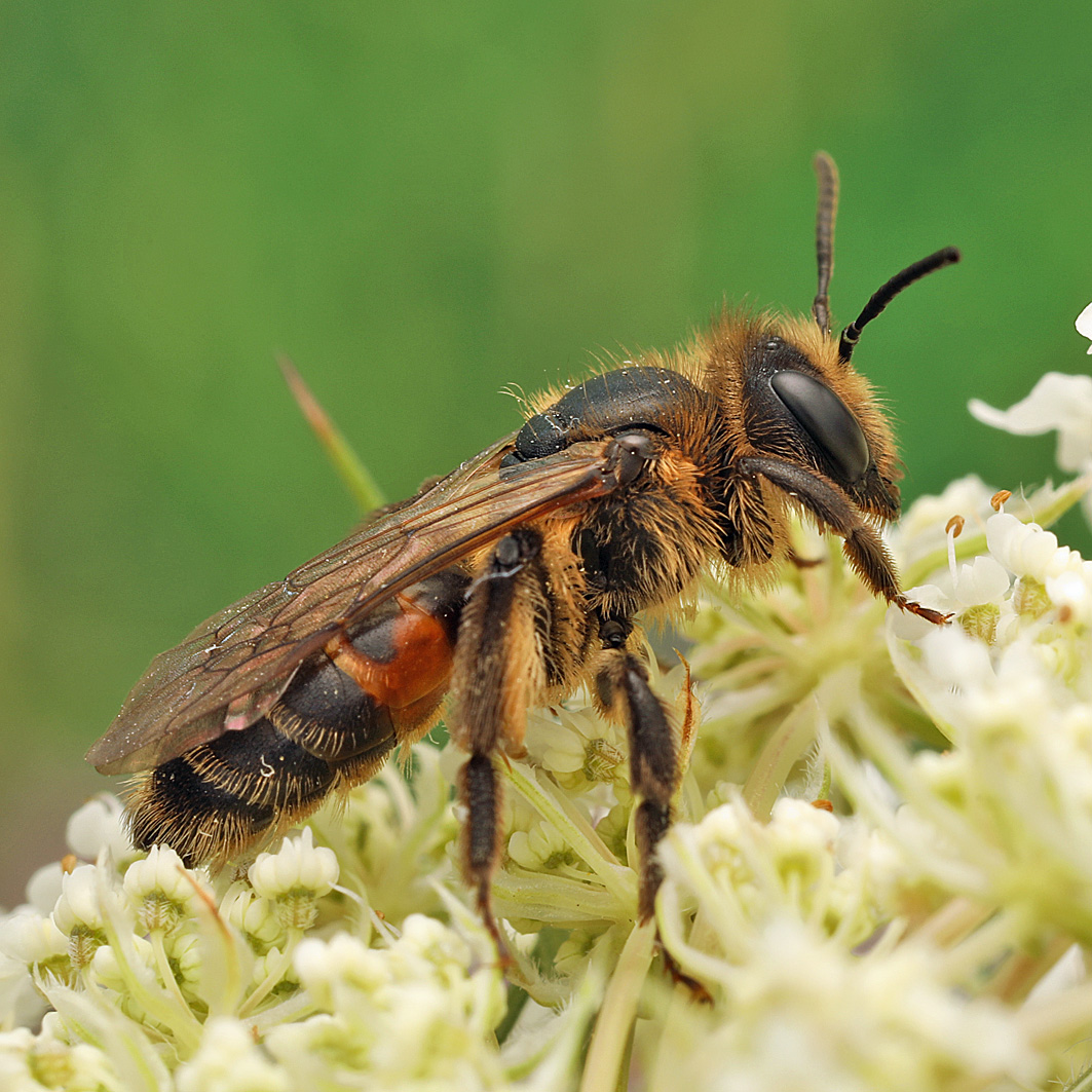 Fotografische Darstellung der Wildbiene Bärenklau-Sandbiene