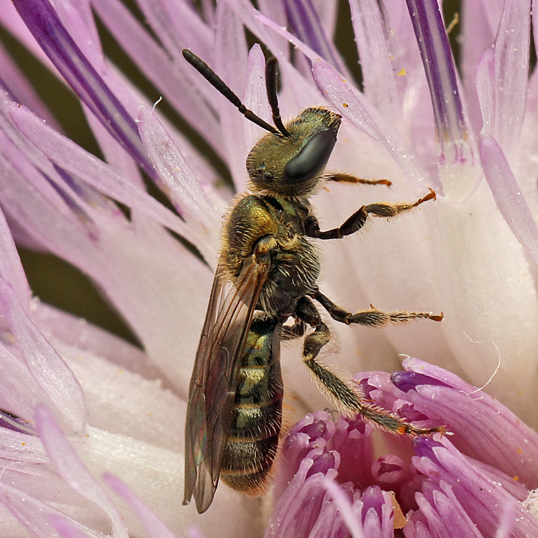 Fotografische Darstellung der Wildbiene Grünglanz-Schmalbiene