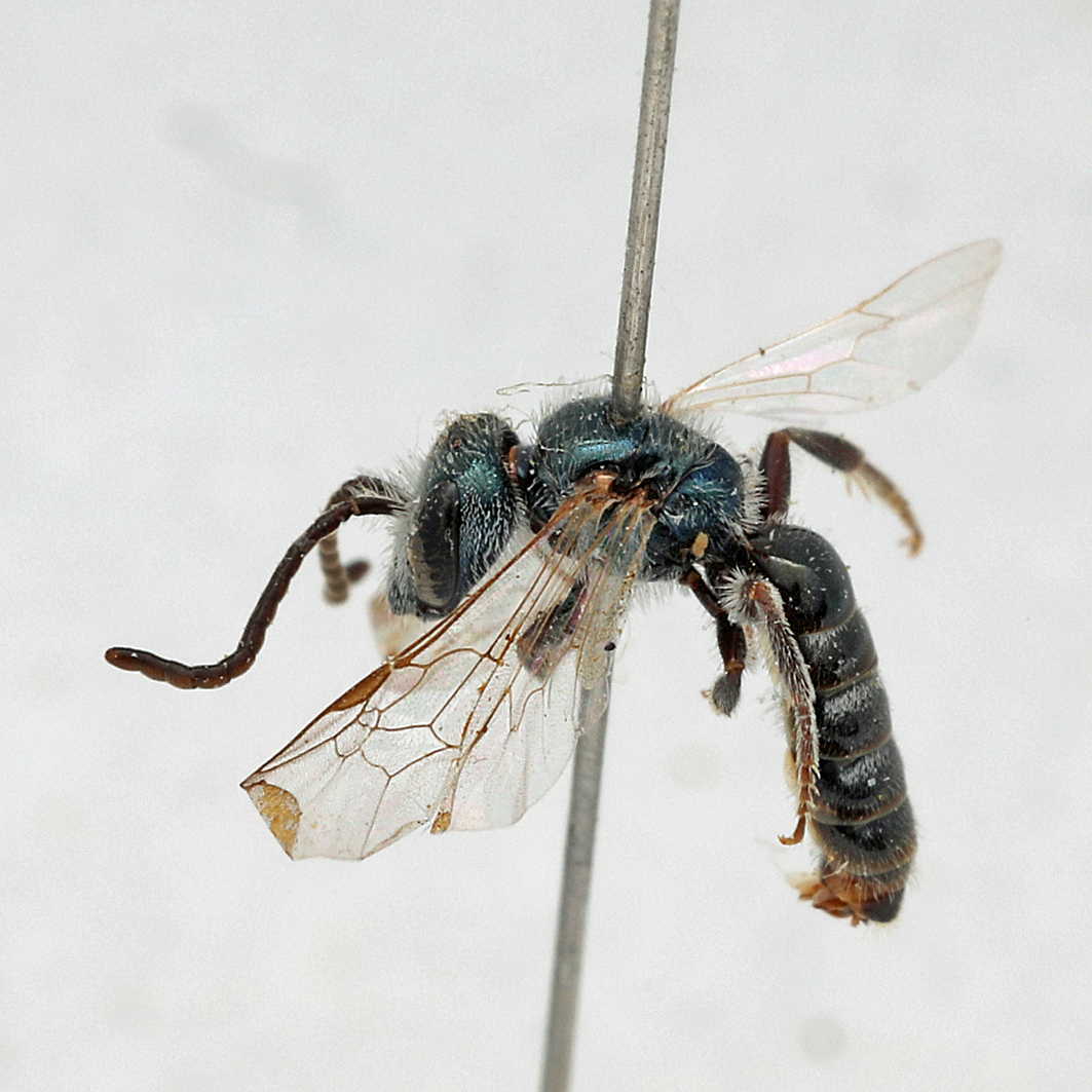 Fotografische Darstellung der Wildbiene Bayrische Schmalbiene