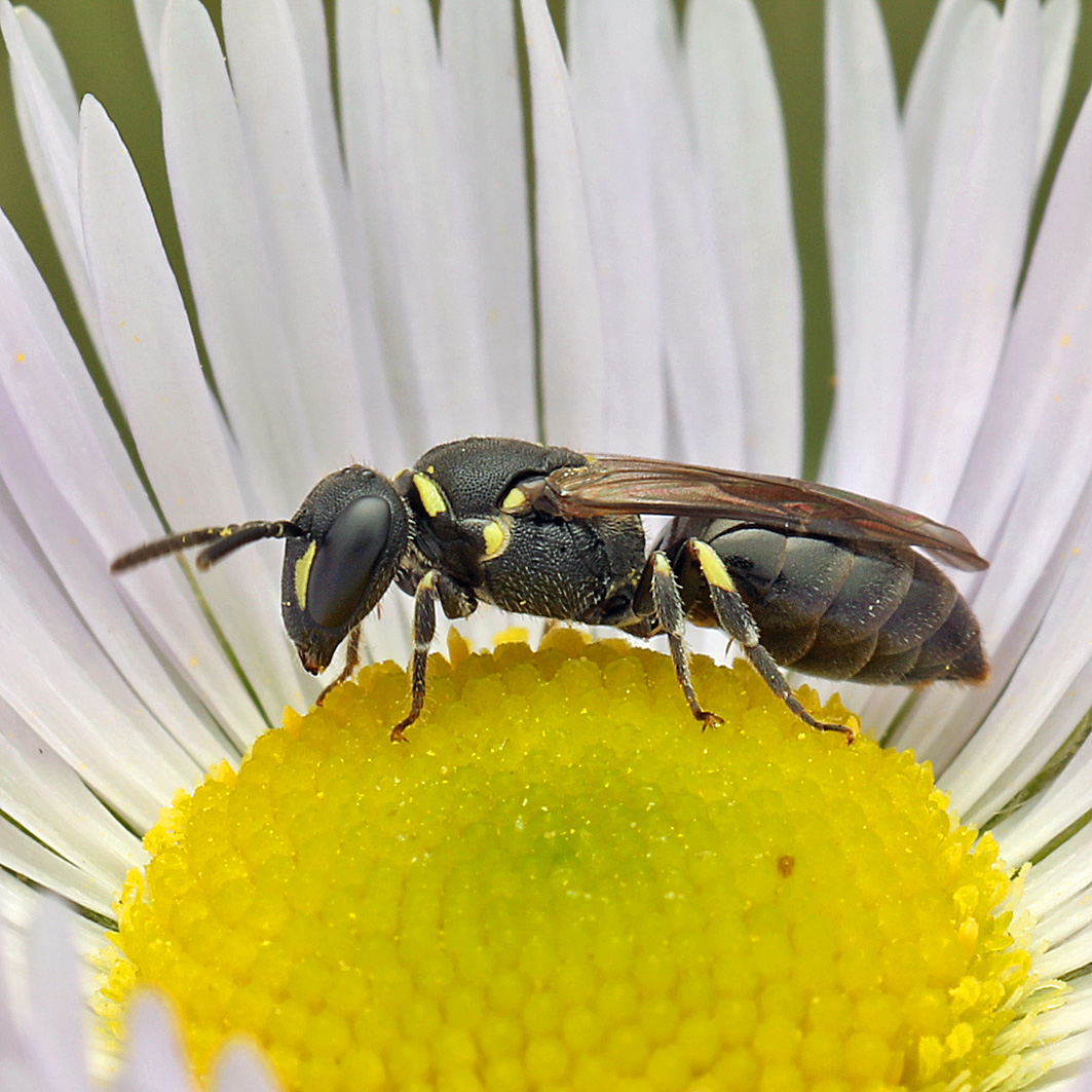 Fotografische Darstellung der Wildbiene Verkannte Maskenbiene