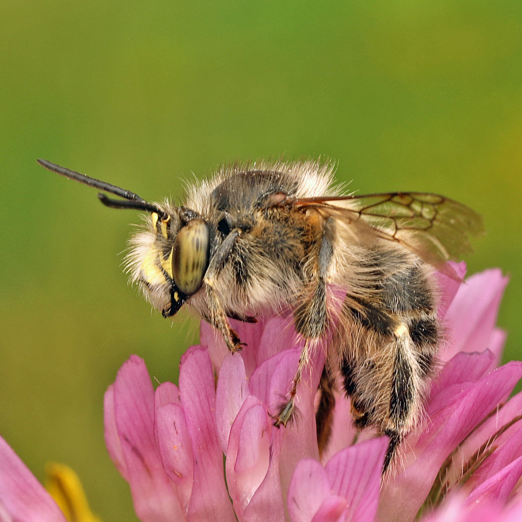 Fotografische Darstellung der Wildbiene Haarschopf-Pelzbiene
