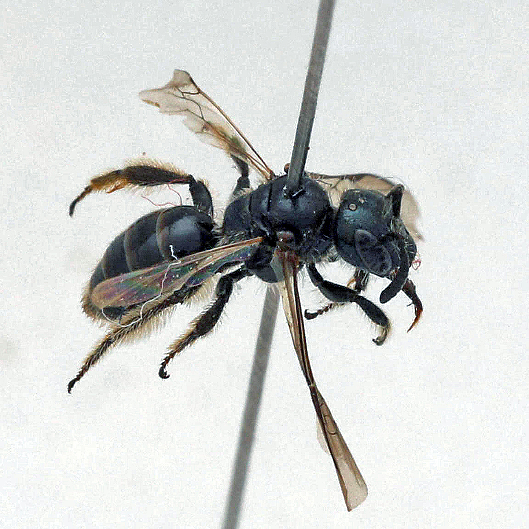 Fotografische Darstellung der Wildbiene Alpen-Glanzbiene