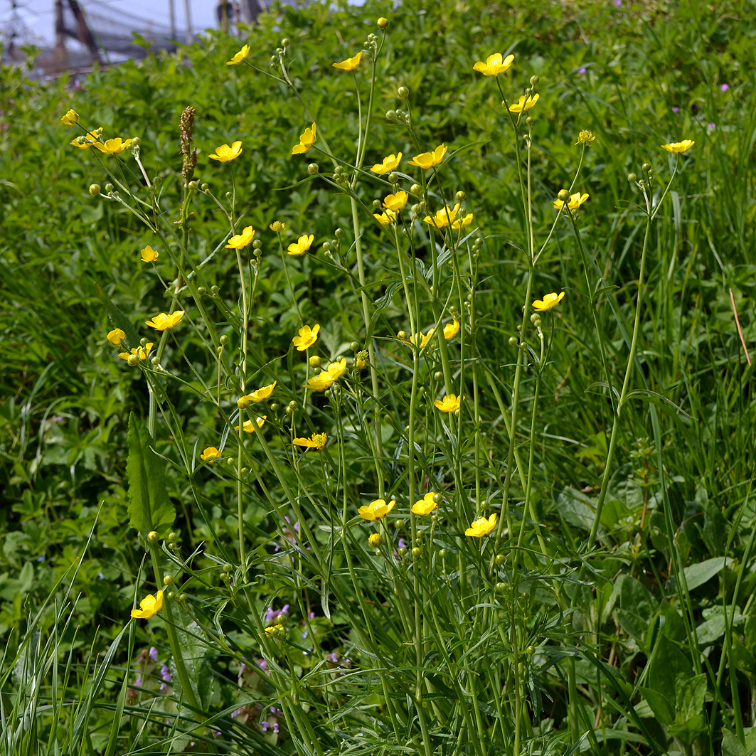 Fotografische Darstellung der Pflanze Scharfer Hahnenfuss