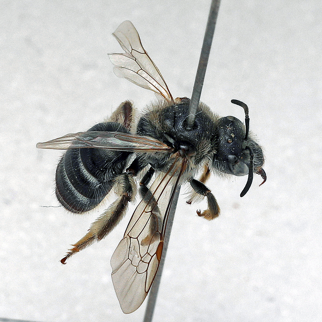 Fotografische Darstellung der Wildbiene Weißgürtel-Schmalbiene