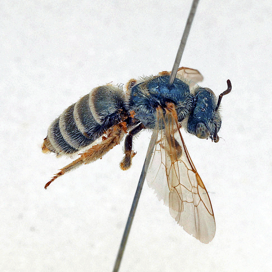 Fotografische Darstellung der Wildbiene Sand-Goldfurchenbiene