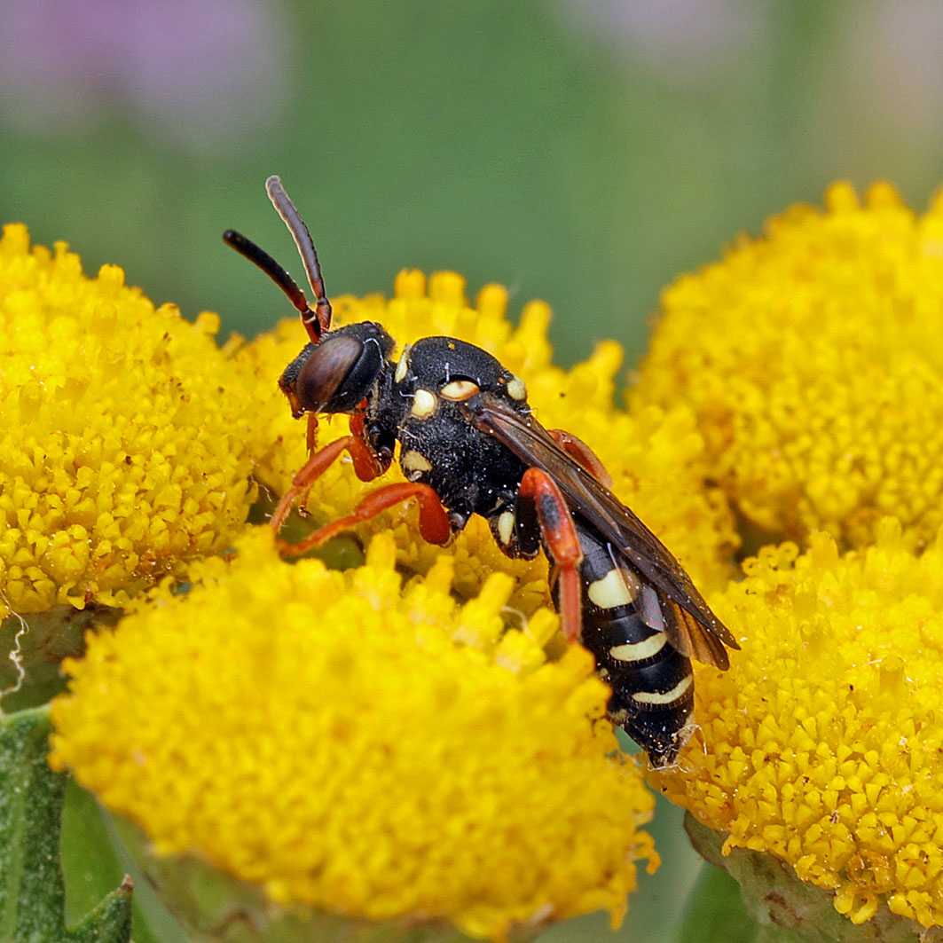 Fotografische Darstellung der Wildbiene Heide-Wespenbiene