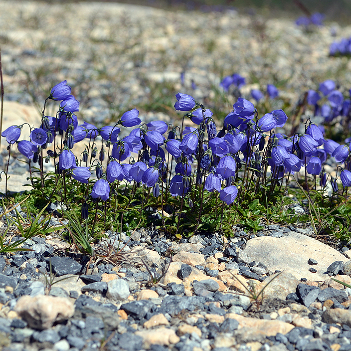 Fotografische Darstellung der Pflanze Niedliche Glockenblume