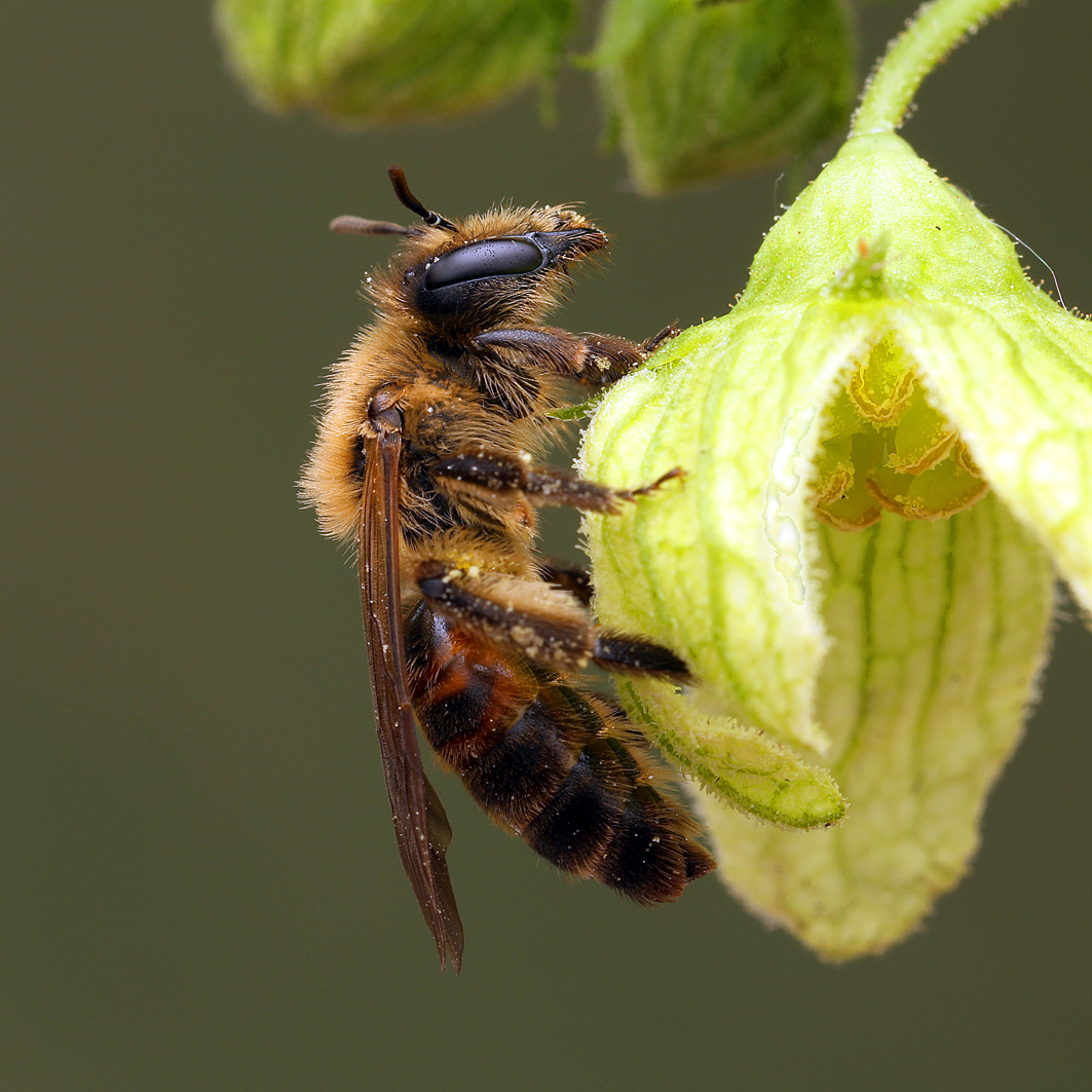 Fotografische Darstellung der Wildbiene Zaunrüben-Sandbiene