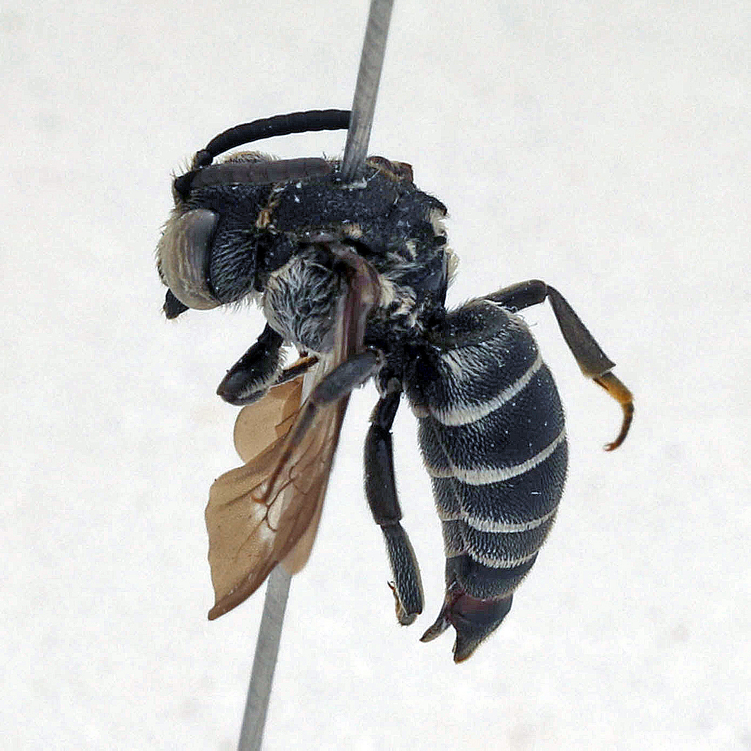 Fotografische Darstellung der Wildbiene Dunkle Zweizahnbiene