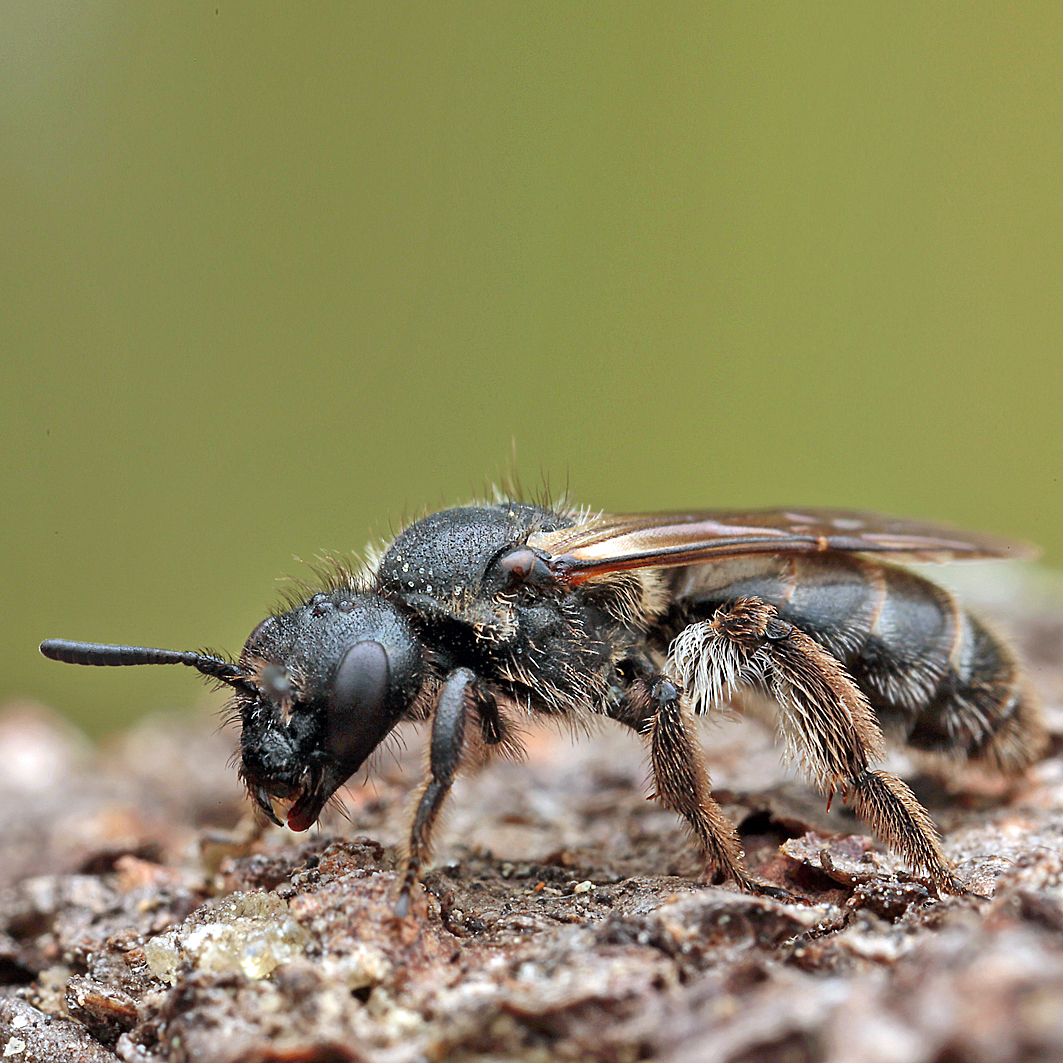 Fotografische Darstellung der Wildbiene Gebirgs-Glanzbiene