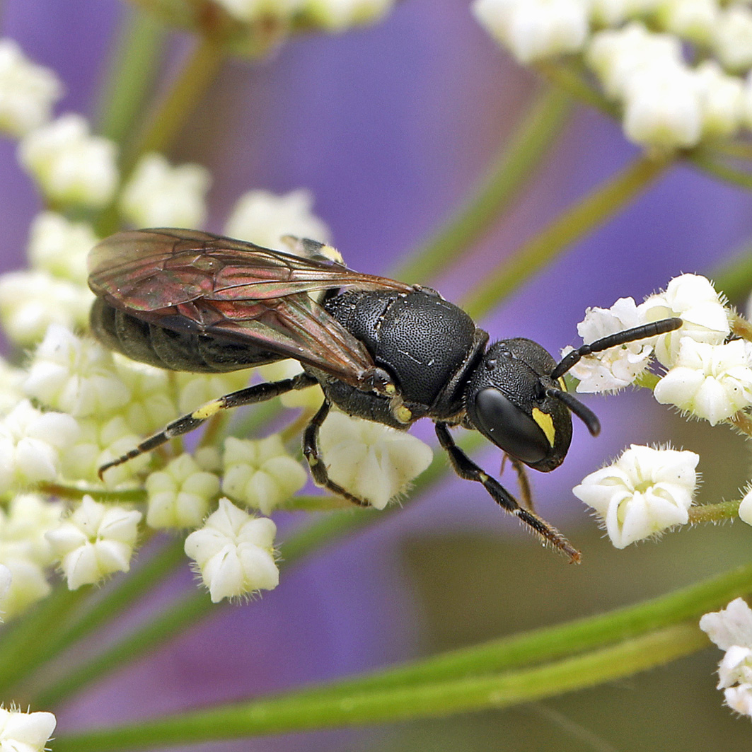 Fotografische Darstellung der Wildbiene Gewöhnliche Maskenbiene