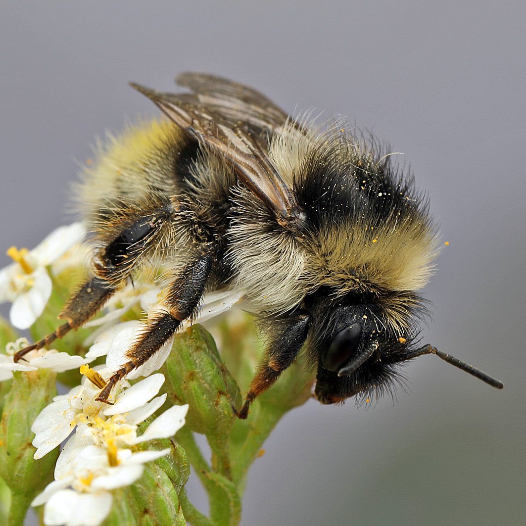 Fotografische Darstellung der Wildbiene Grauweiße Hummel