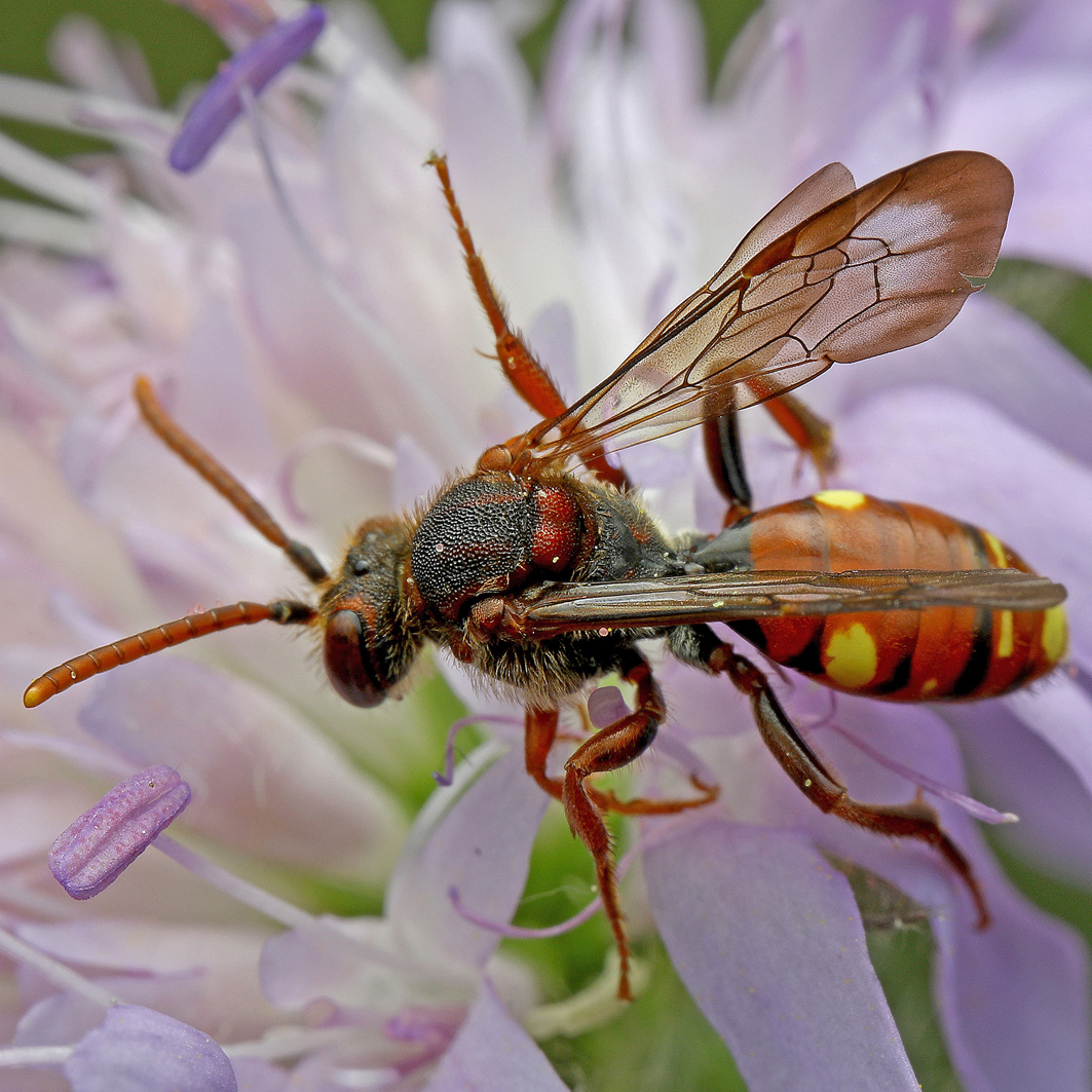 Fotografische Darstellung der Wildbiene Möschlers Wespenbiene