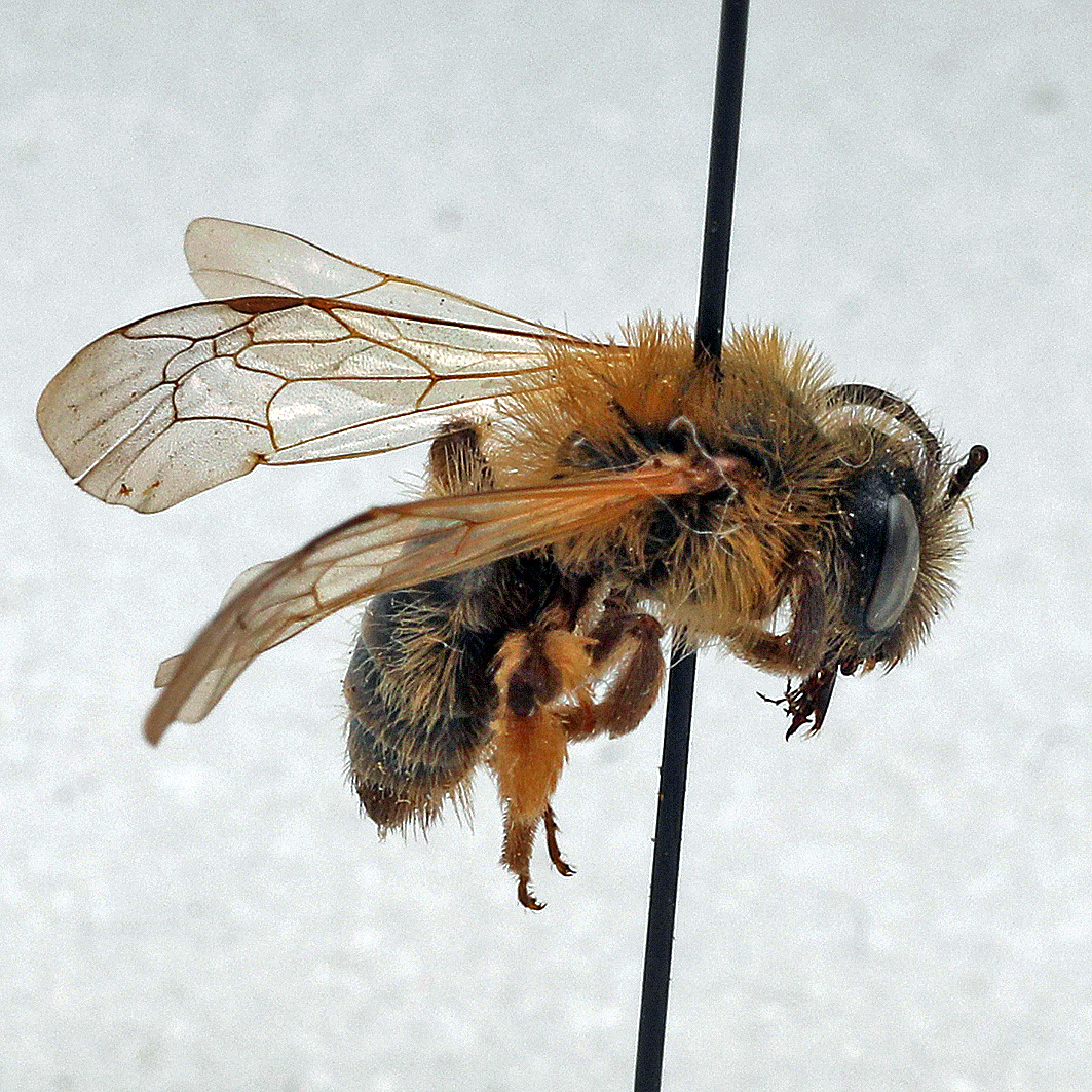 Fotografische Darstellung der Wildbiene Fahlrote Sandbiene