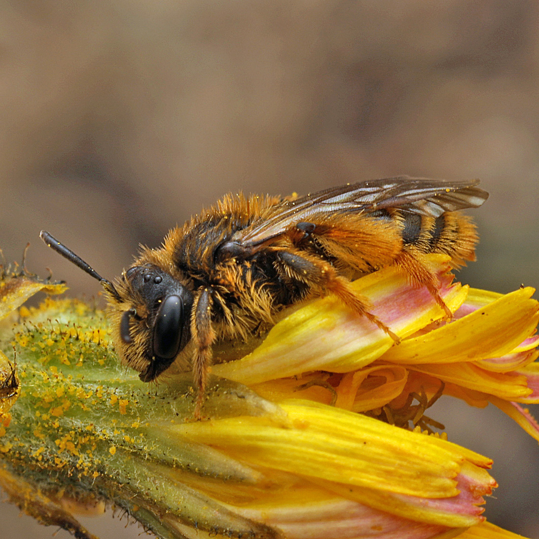 Fotografische Darstellung der Wildbiene Hesperiden-Sandbiene