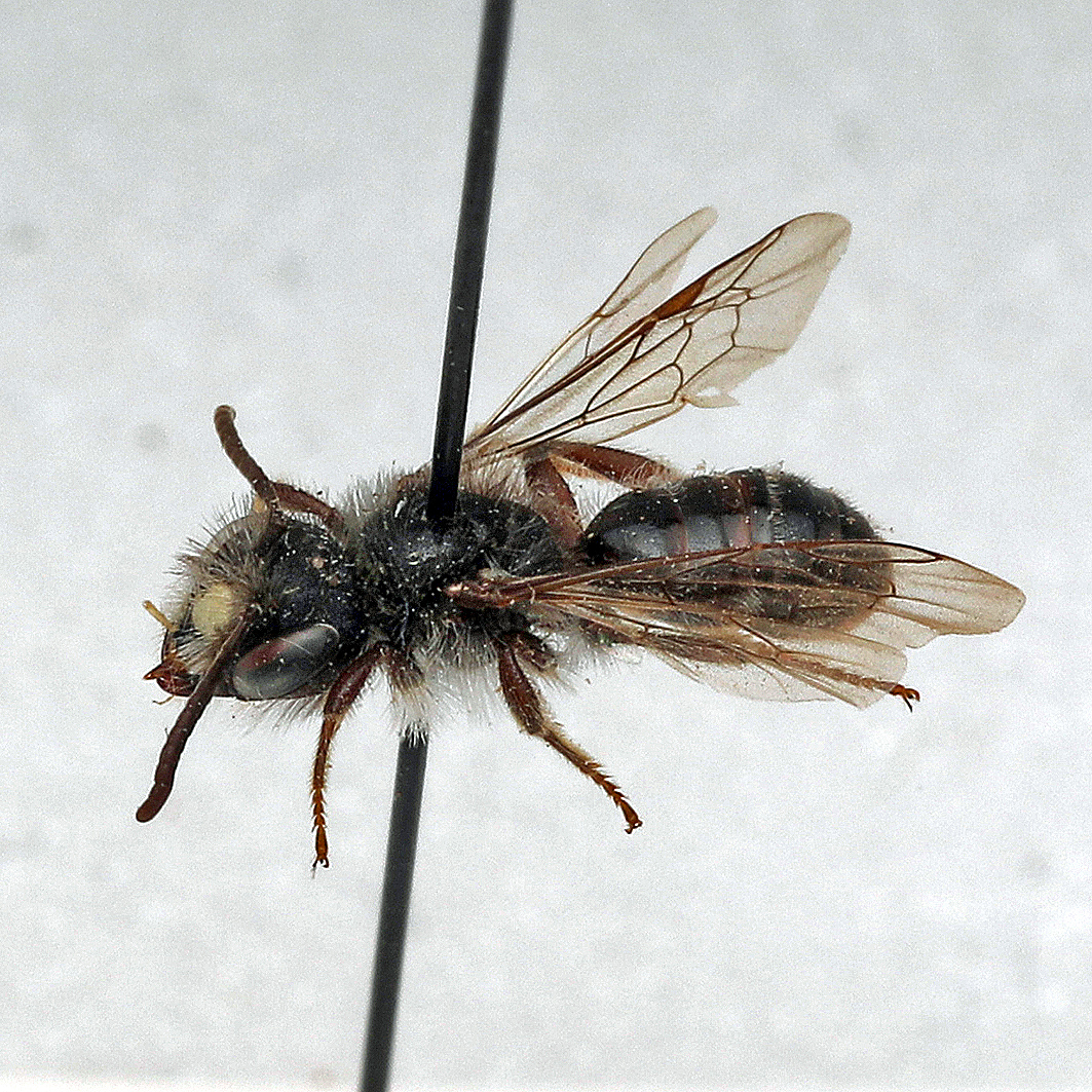 Fotografische Darstellung der Wildbiene Blutwurz-Sandbiene