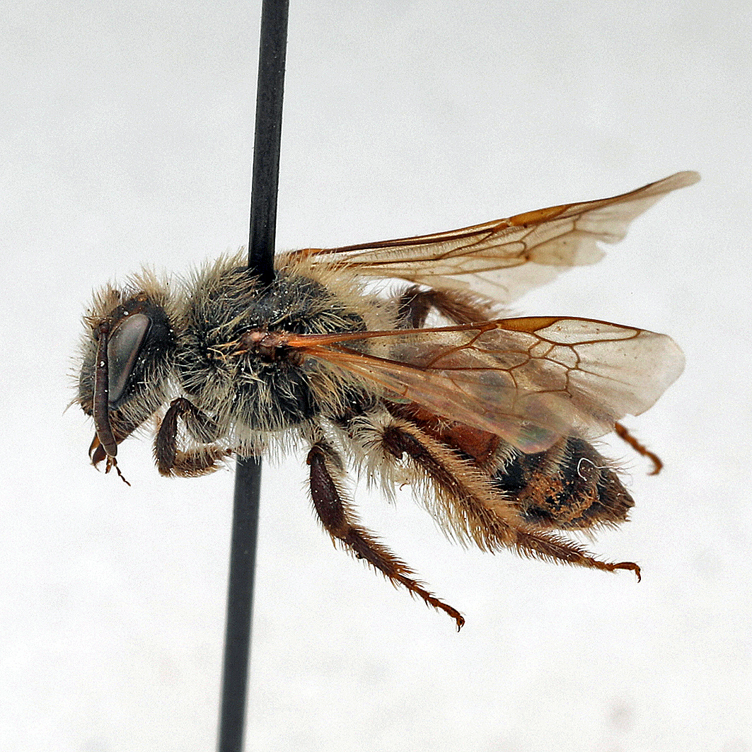 Fotografische Darstellung der Wildbiene Kleinköpfige Sandbiene