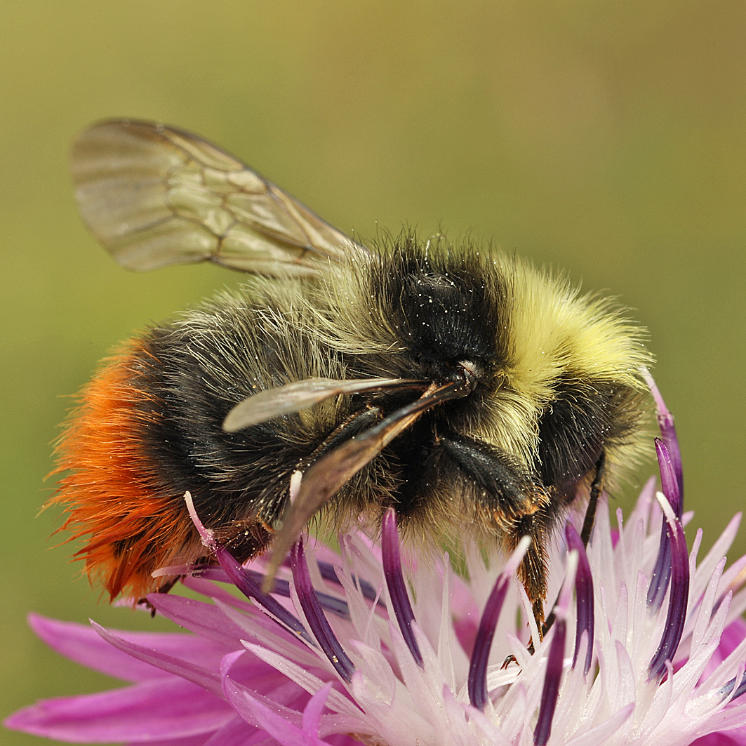 Fotografische Darstellung der Wildbiene Bergwaldhummel