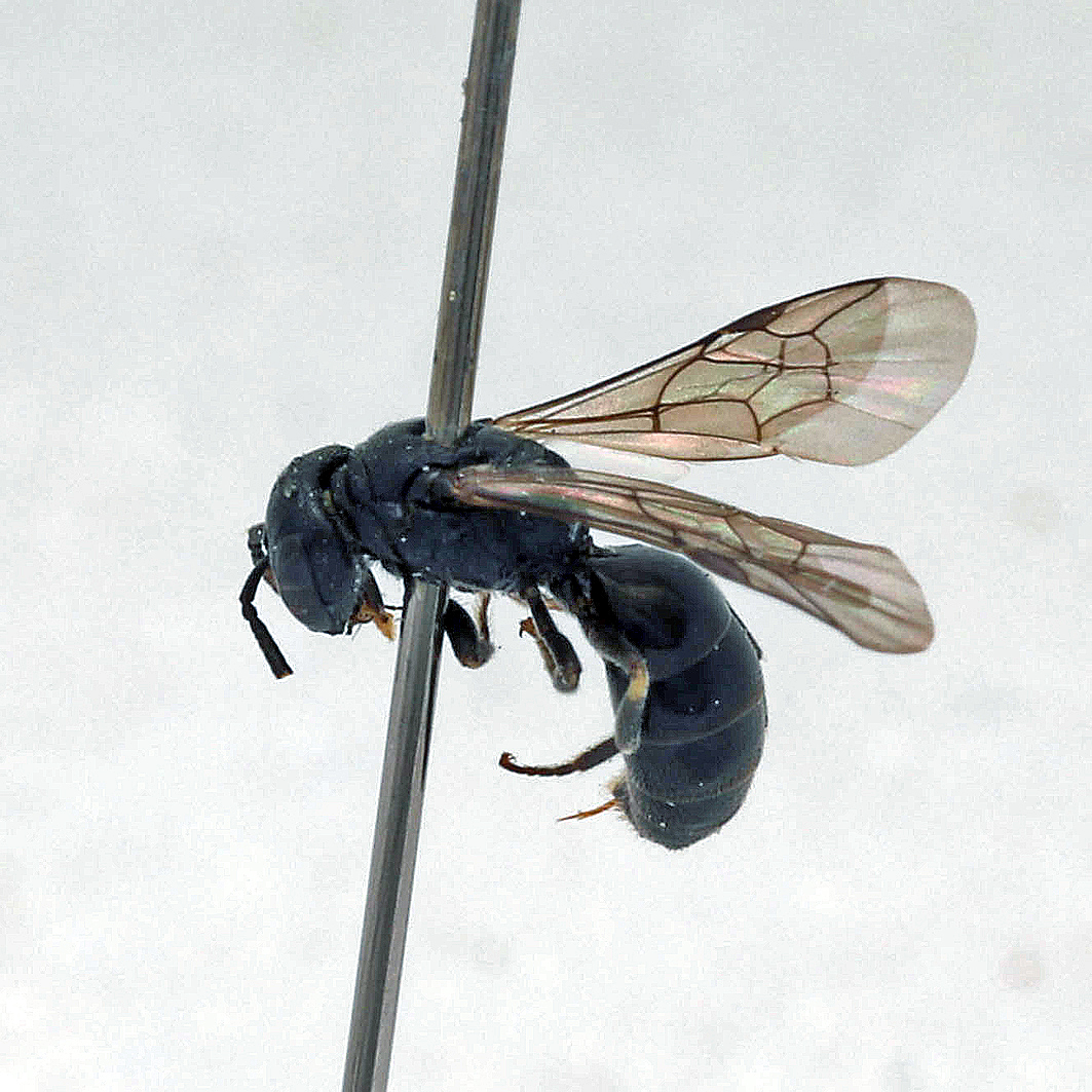 Fotografische Darstellung der Wildbiene Kleine Maskenbiene