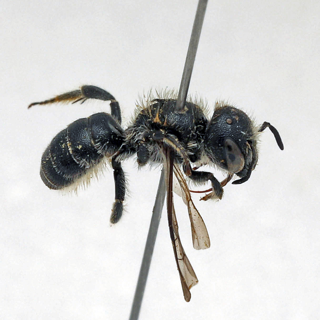 Fotografische Darstellung der Wildbiene Alant-Mauerbiene