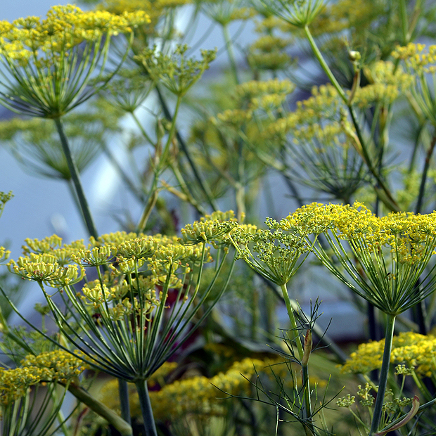 Fotografische Darstellung der Pflanze Fenchel