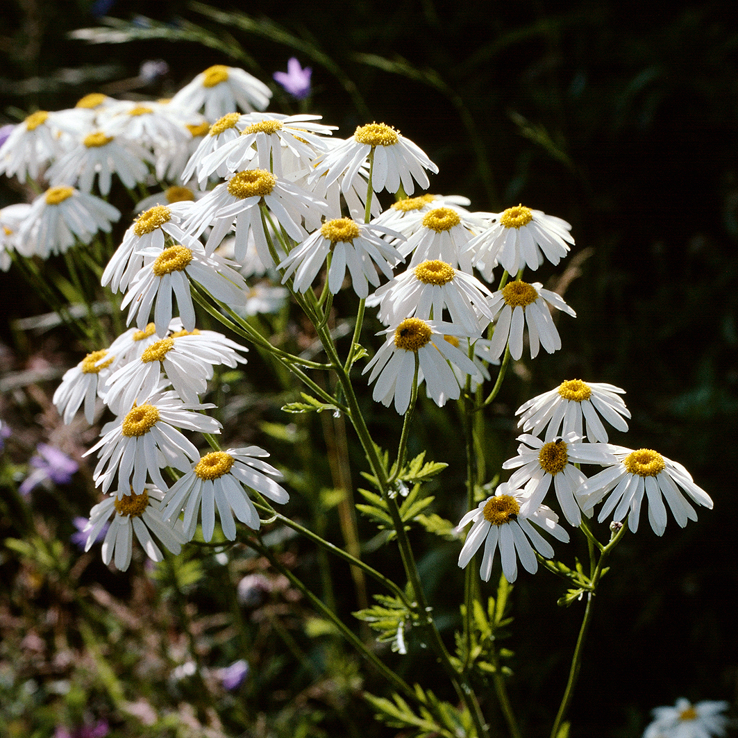 Fotografische Darstellung der Pflanze Straussblütige Margerite