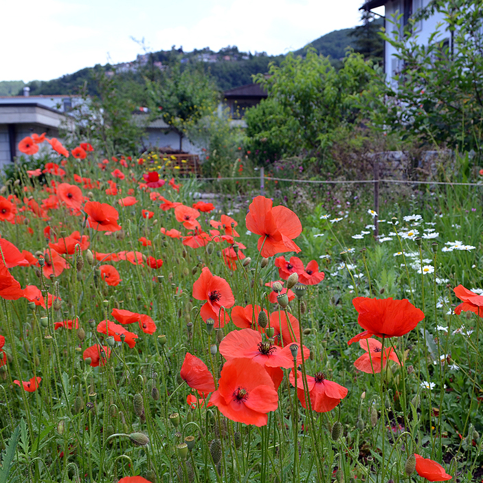 Fotografische Darstellung der Pflanze Klatsch-Mohn