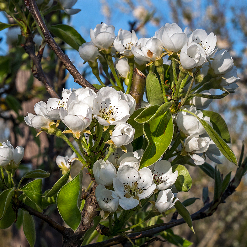 Fotografische Darstellung der Pflanze Kultur-Birnbaum