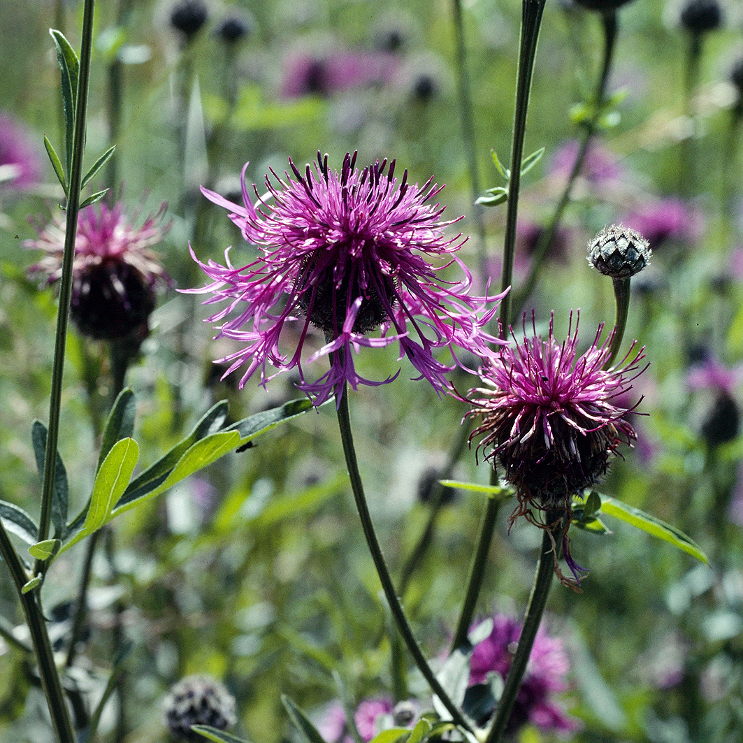 Fotografische Darstellung der Pflanze Skabiosen-Flockenblume