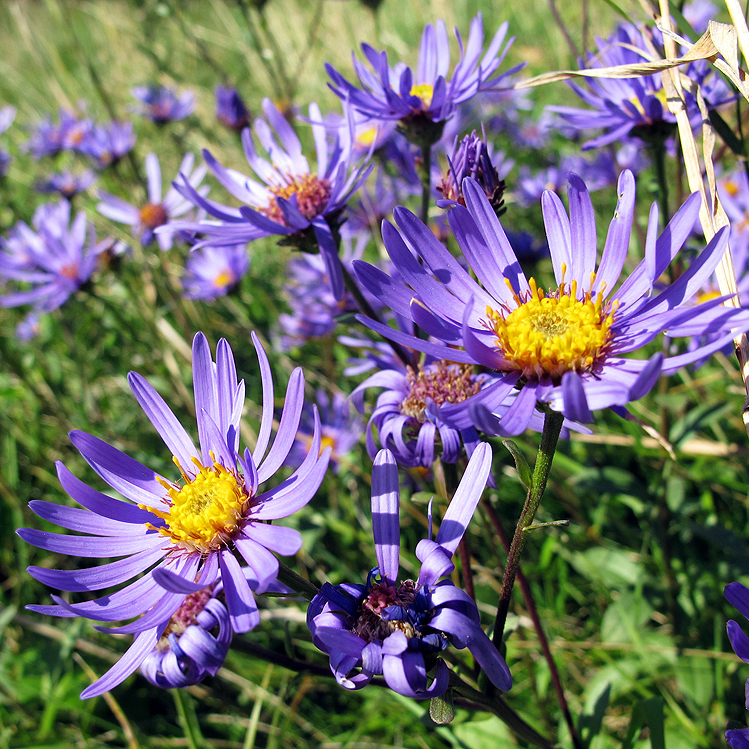 Fotografische Darstellung der Pflanze Berg-Aster