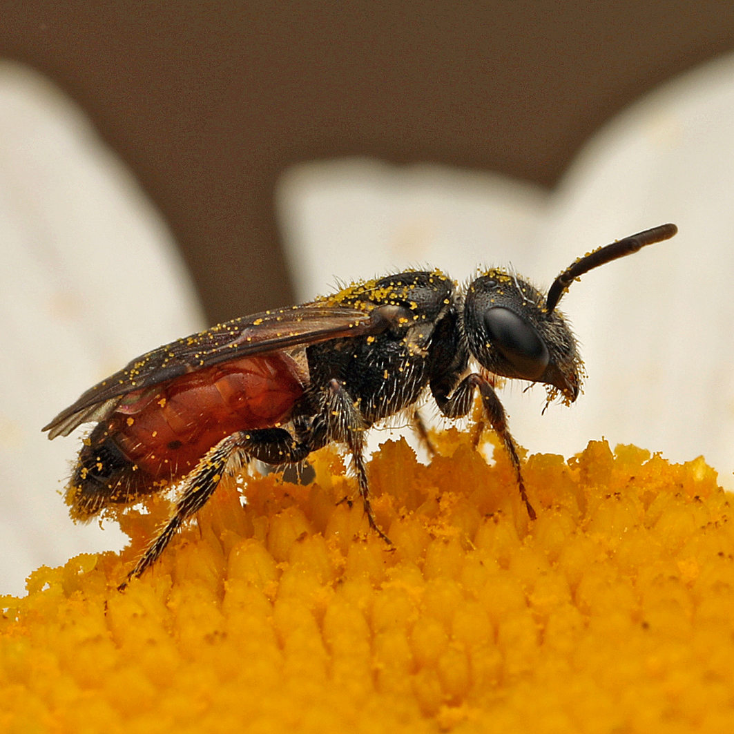 Fotografische Darstellung der Wildbiene Glänzende Zwerg-Blutbiene