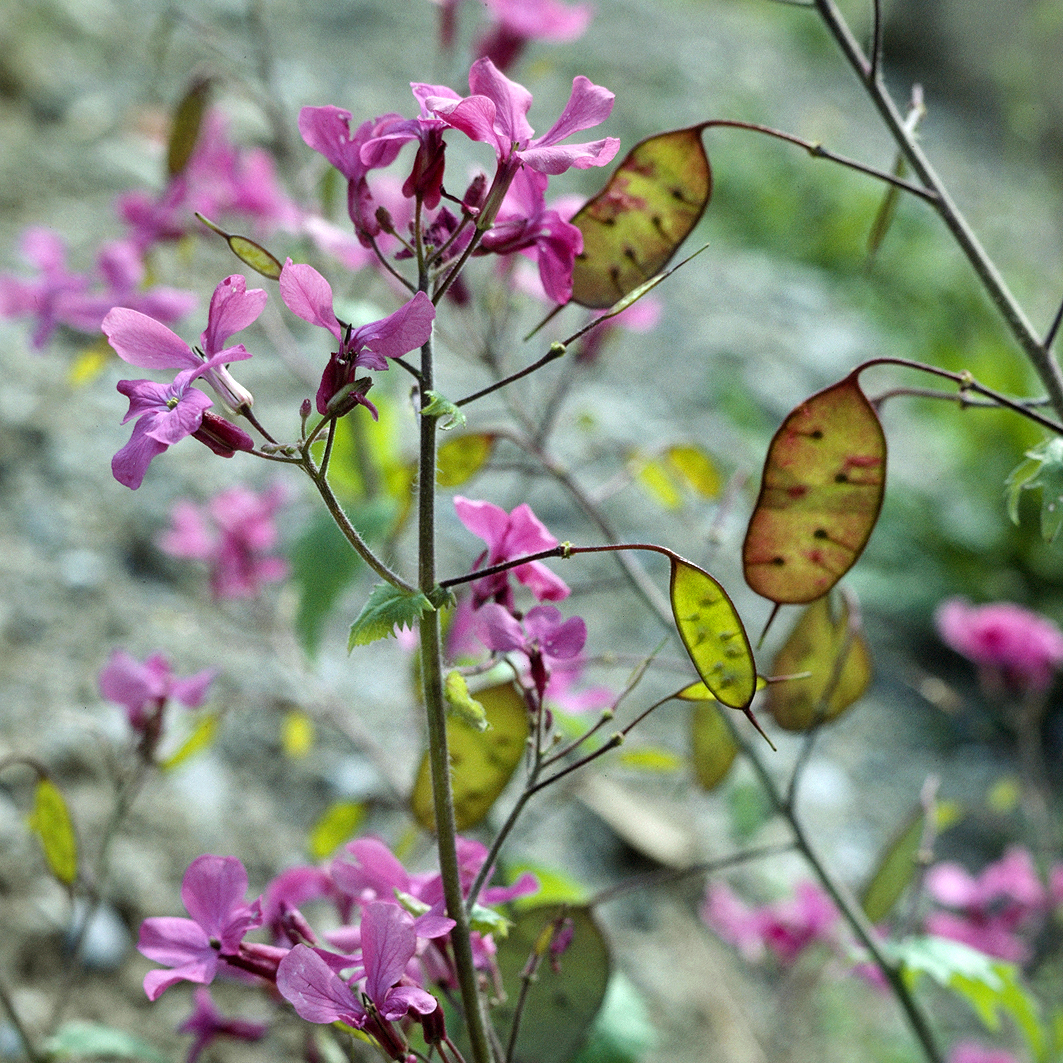 Fotografische Darstellung der Pflanze Garten-Mondviole