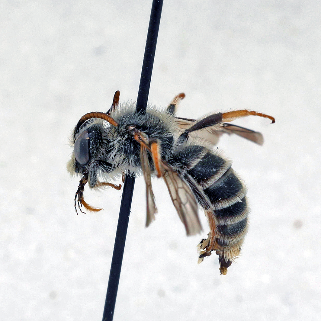 Fotografische Darstellung der Wildbiene Luzerne-Graubiene