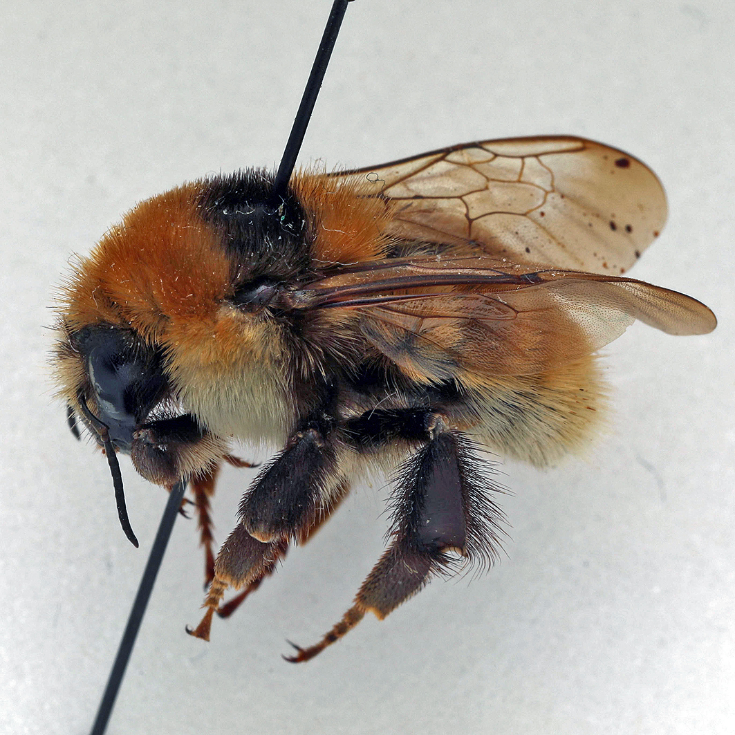 Fotografische Darstellung der Wildbiene Gelbliche Kuckuckshummel