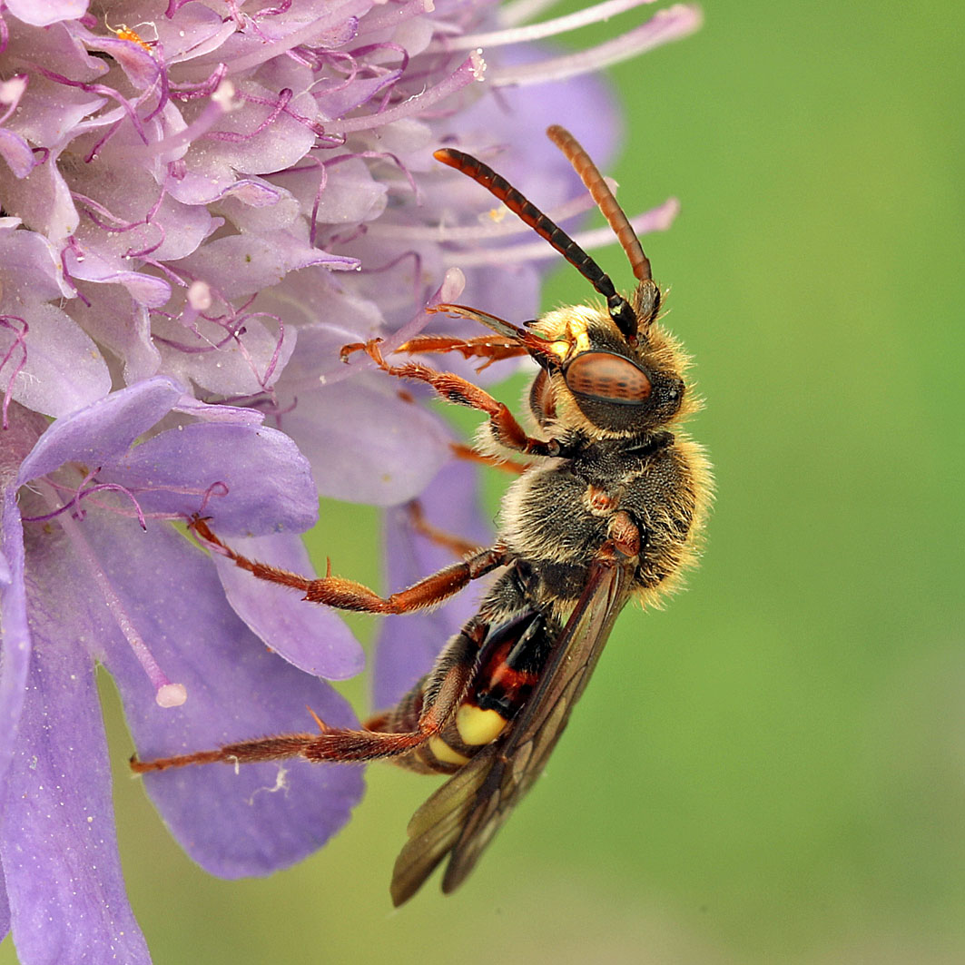 Fotografische Darstellung der Wildbiene Frühe Wespenbiene