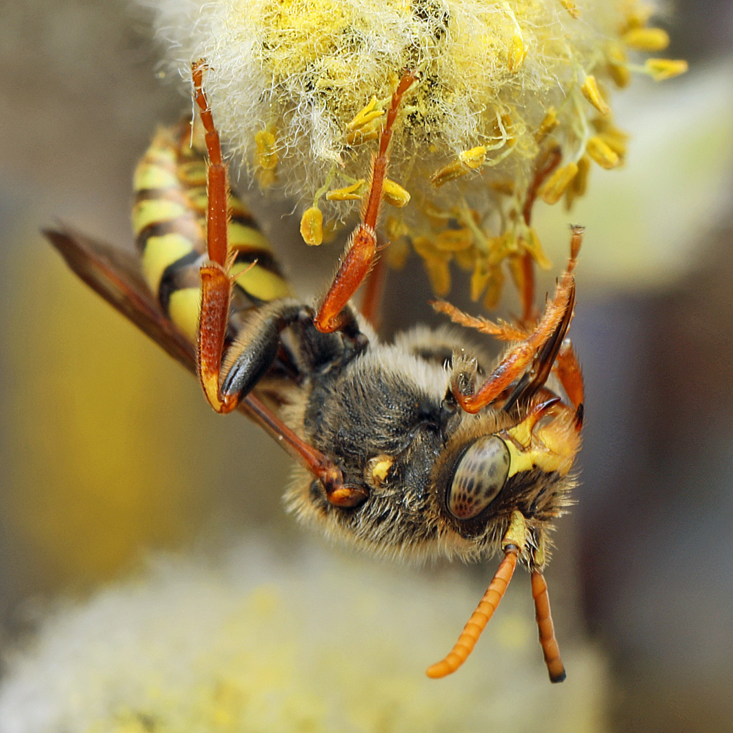 Fotografische Darstellung der Wildbiene Wiesen-Wespenbiene