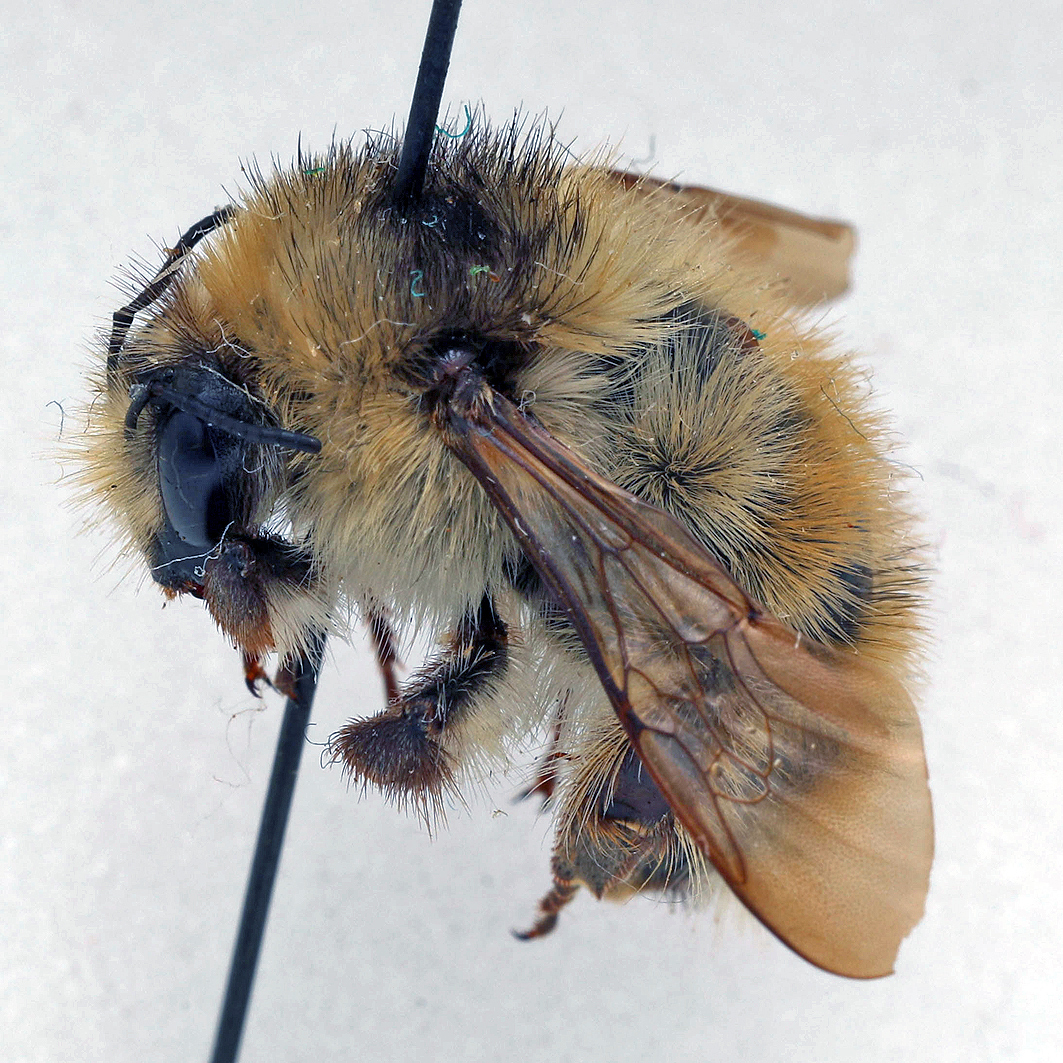 Fotografische Darstellung der Wildbiene Sandhummel