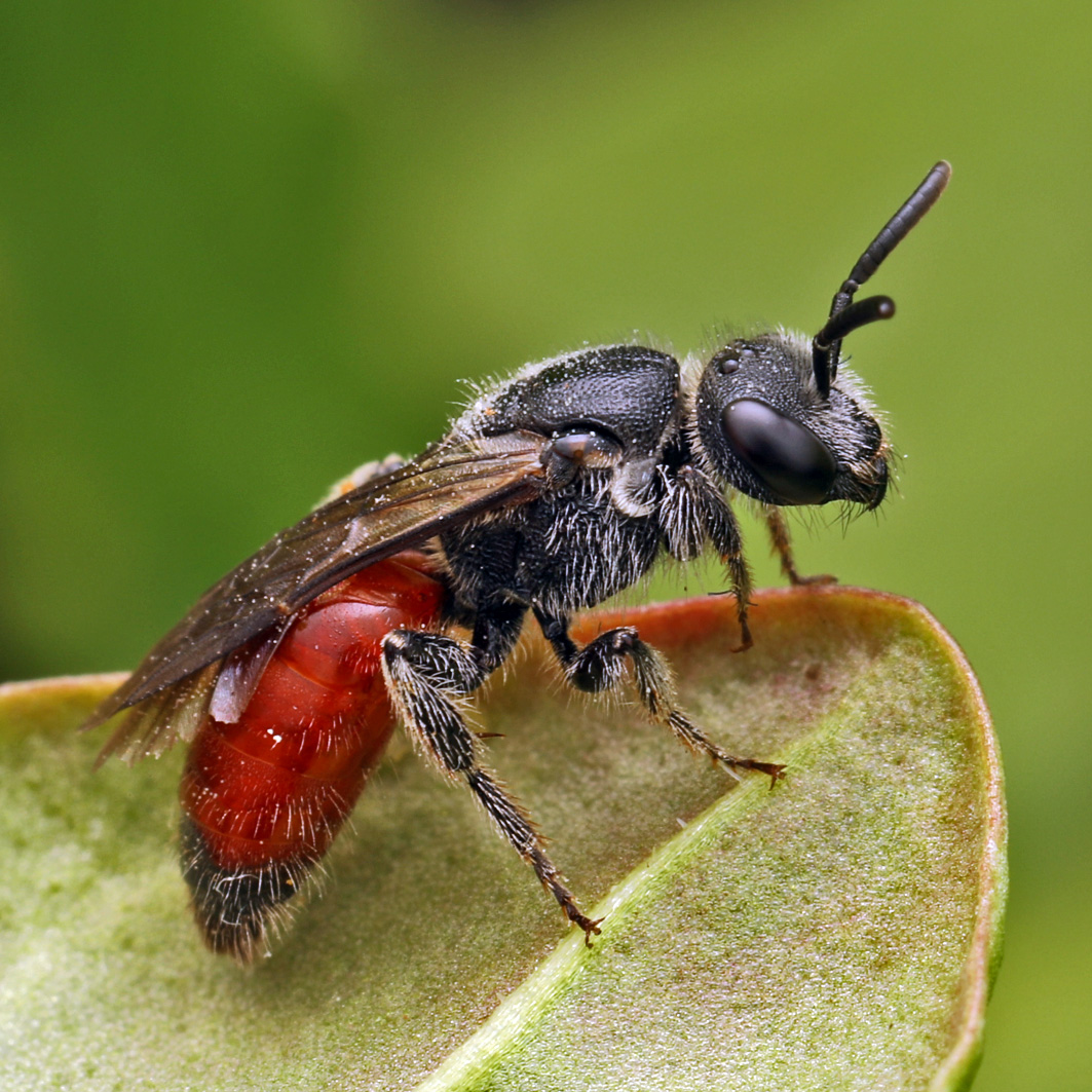 Fotografische Darstellung der Wildbiene Sand-Blutbiene