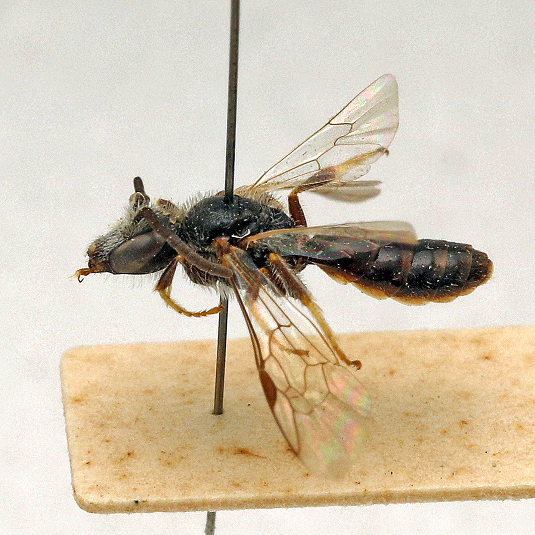 Fotografische Darstellung der Wildbiene Glanz-Schmalbiene