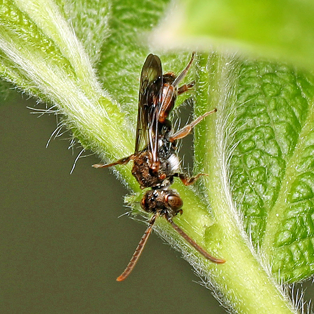 Fotografische Darstellung der Wildbiene Ehrenpreis-Wespenbiene