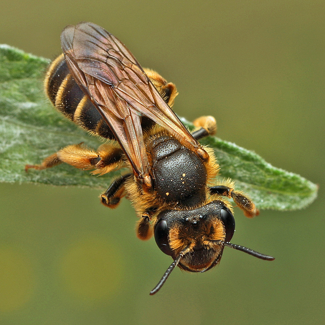 Fotografische Darstellung der Wildbiene Rotklee-Sandbiene