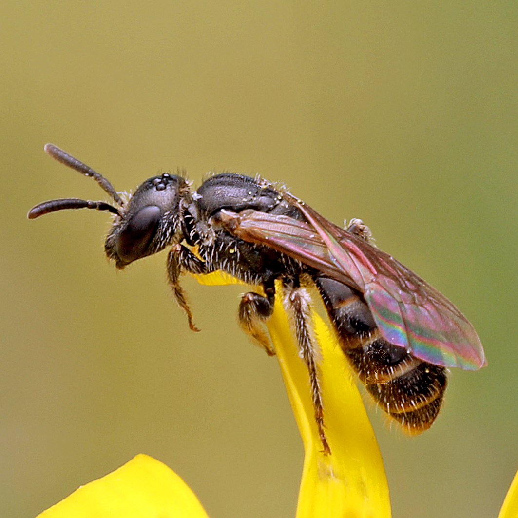 Fotografische Darstellung der Wildbiene Leuchtende Schmalbiene