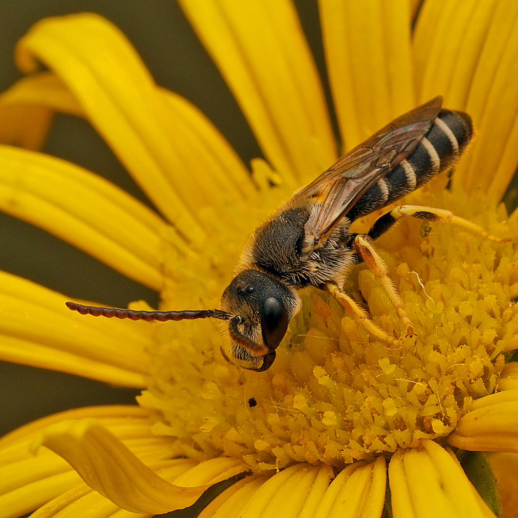 Fotografische Darstellung der Wildbiene Breitkiefer-Furchenbiene