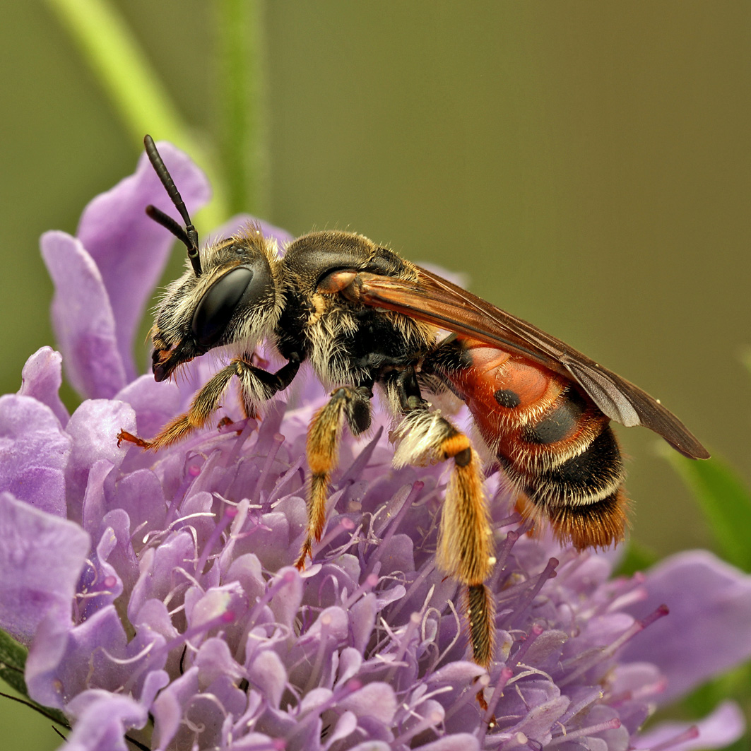 Fotografische Darstellung der Wildbiene Knautien-Sandbiene